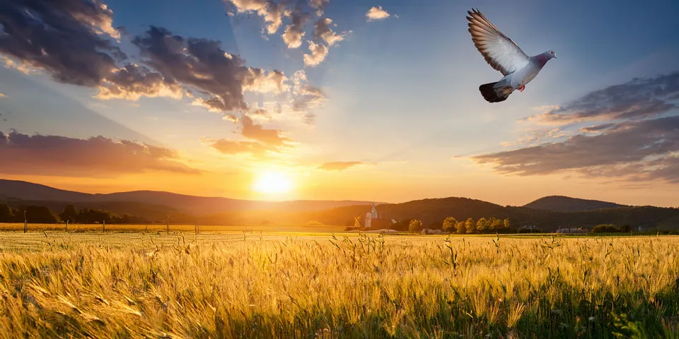 Colombe volant au-dessus d'un champ doré au coucher du soleil